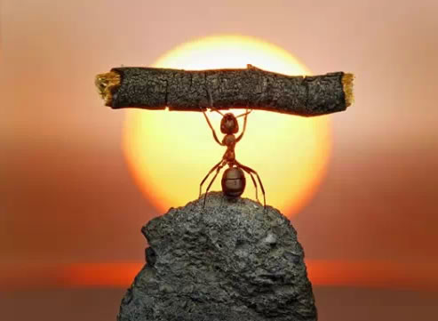 蚂蚁 调养 理想 奋斗